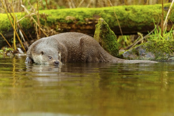 An otter lies quietly in the water, surrounded by moss-covered branches and stones, European otter (Lutra lutra), Germany