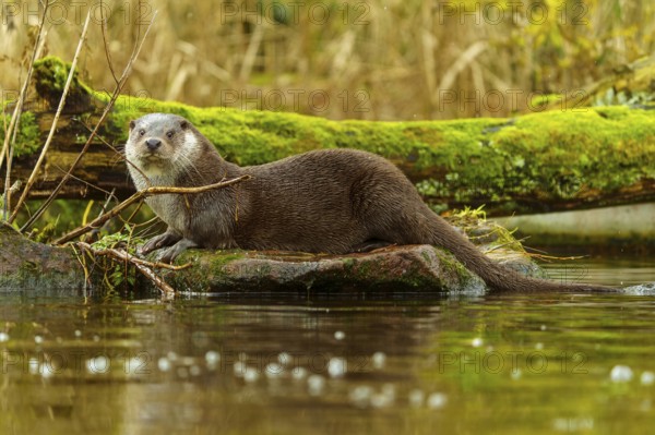 An alert looking otter is on a mossy tree stump in the water, European otter (Lutra lutra), Germany