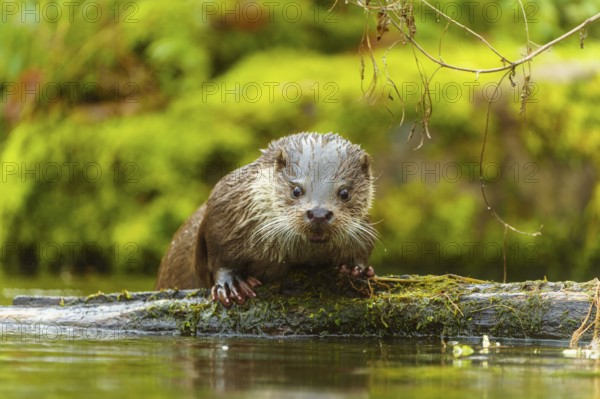 An otter in the water looks curiously over a tree trunk, surrounded by moss, European otter (Lutra lutra), Germany