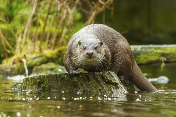 An otter on a tree stump in the water staring directly into the camera, surrounded by moss, European otter (Lutra lutra), Germany