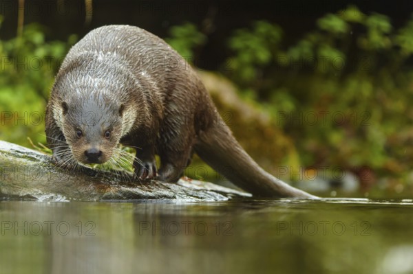 An otter concentrates on hunting for prey from a stone, European otter (Lutra lutra), Germany