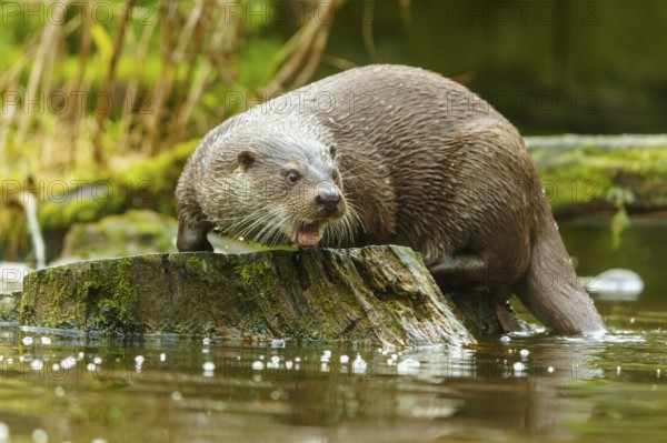 An otter standing on a tree stump in the water, with its mouth open as if looking around, European otter (Lutra lutra), Germany