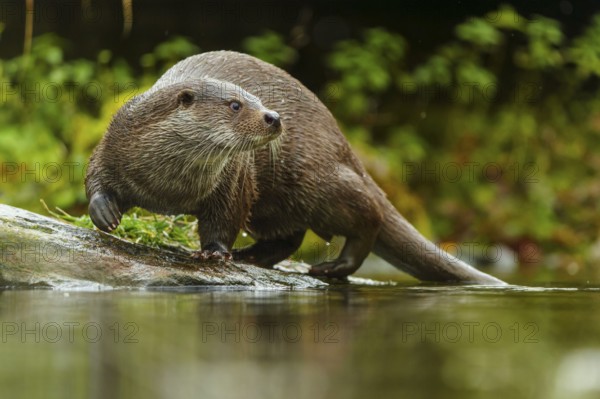An otter stands vigilantly on a stone and looks to the side, European otter (Lutra lutra), Germany