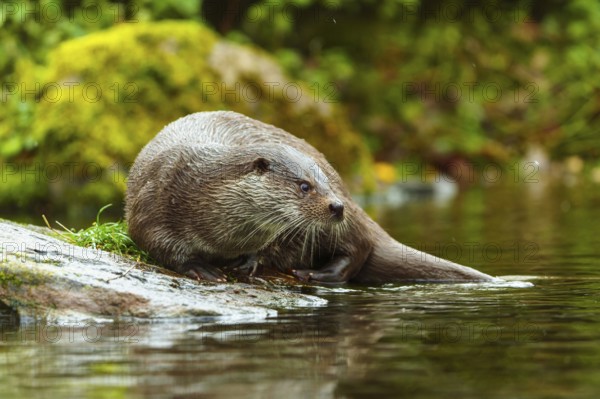 An otter resting relaxed on a stone by the water, European otter (Lutra lutra), Germany