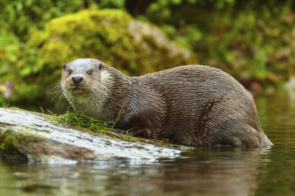 An otter looks intently at an area of a moss-covered stone, European otter (Lutra lutra), Germany