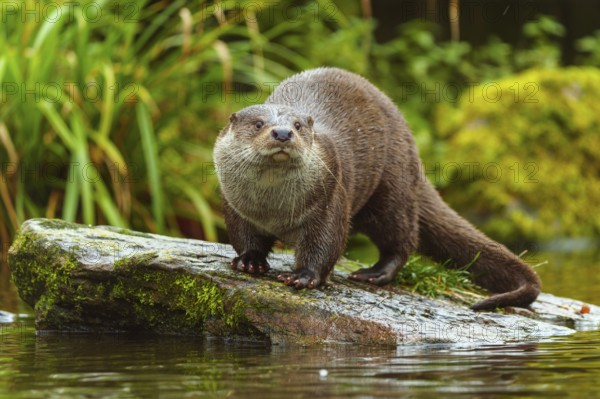 A wet otter stands attentively on a stone in the water, European otter (Lutra lutra), Germany