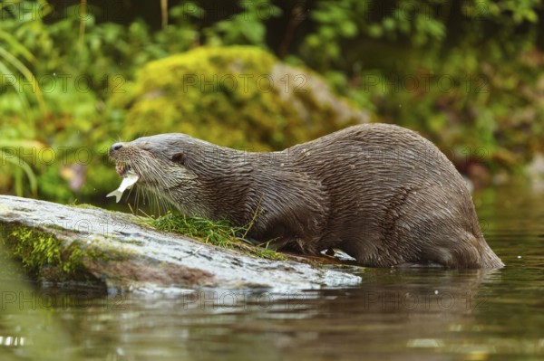 An otter bites into a fish on a stone by the water, European otter (Lutra lutra), Germany