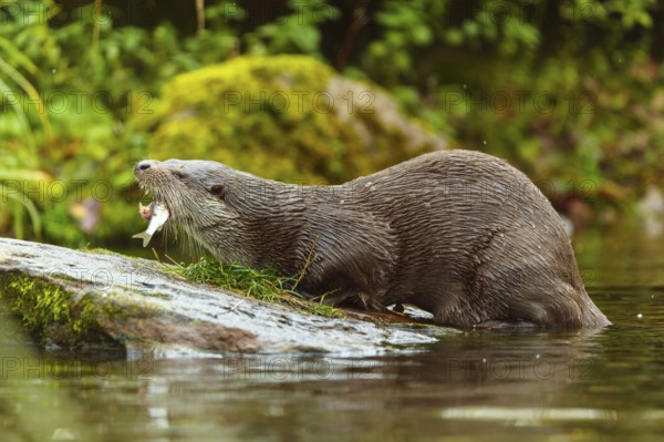 An otter catches a fish while bending over a stone, European otter (Lutra lutra), Germany
