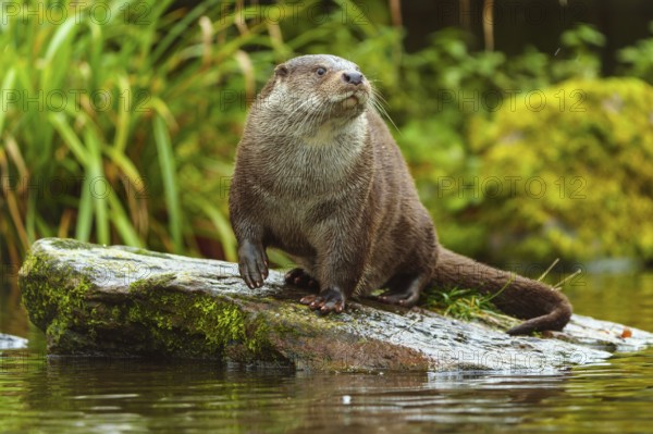 An otter looks around curiously while sitting on a stone, European otter (Lutra lutra), Germany