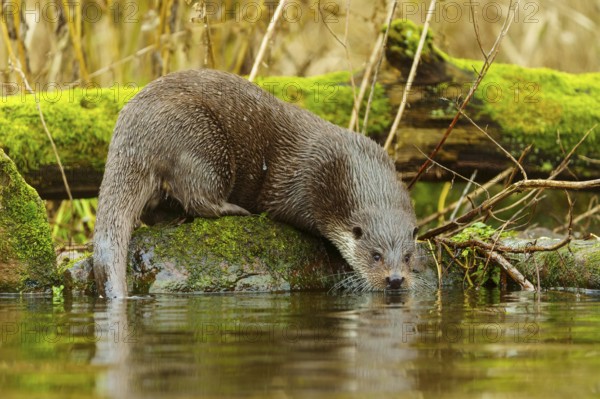 An otter on a moss-covered log in the water, looking curiously at its surroundings, European otter (Lutra lutra), Germany
