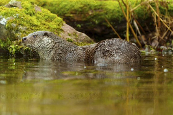 An otter swims gently through the water, surrounded by mossy landscape elements, European otter (Lutra lutra), Germany