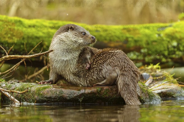 An otter lies on a moss-covered tree trunk in the water in a quiet environment, European otter (Lutra lutra), Germany