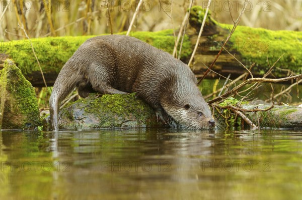 An otter in a moss-covered environment drinking water from the surface, European otter (Lutra lutra), Germany