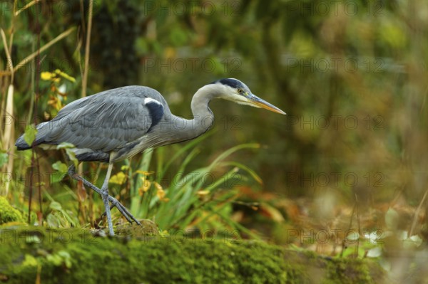 A grey heron walks through a lush forest area with moss-covered ground and plants, Grey heron, (Ardea cinerea), wildlife, Germany
