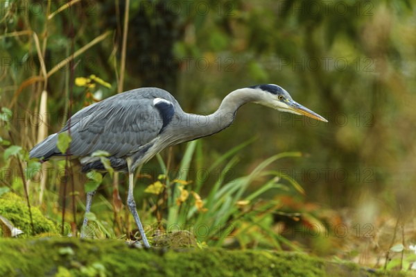 A grey heron moves through a green forest scene, surrounded by moss and plants, Grey heron, (Ardea cinerea), wildlife, Germany
