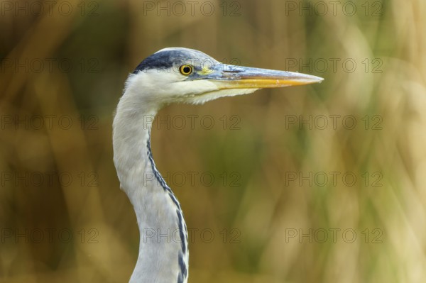Close-up of a grey heron with sharp, focused gaze and long beak, grey heron, (Ardea cinerea), wildlife, Germany