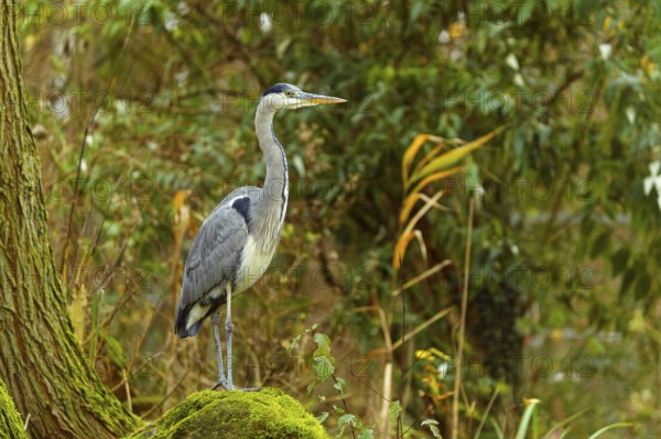A grey heron stands majestically on a mossy tree trunk in front of a forest background, Grey heron, (Ardea cinerea), wildlife, Germany