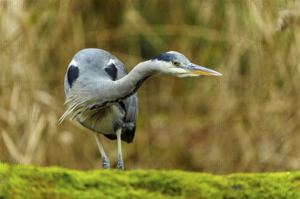 A grey heron stands on a moss-covered field, surrounded by a blurred background, Grey heron, (Ardea cinerea), wildlife, Germany