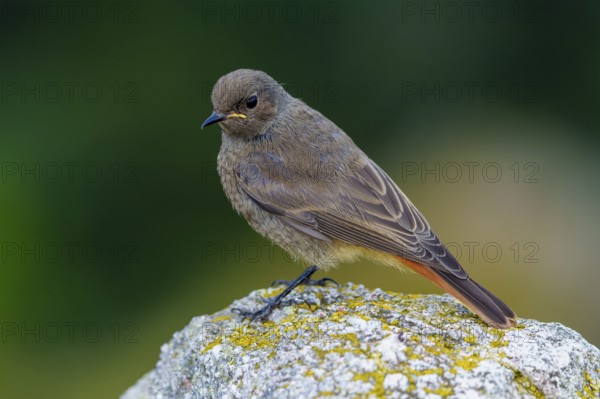 A brown bird sitting on a mossy stone with a blurred green background, black redstart (Phoenicurus ochruros), wildlife, Vosges, France