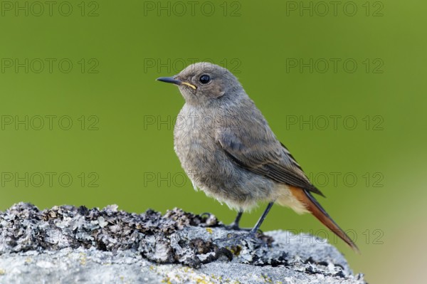 A small brown bird on a lichen-covered stone against a green background, black redstart (Phoenicurus ochruros), wildlife, Vosges, France