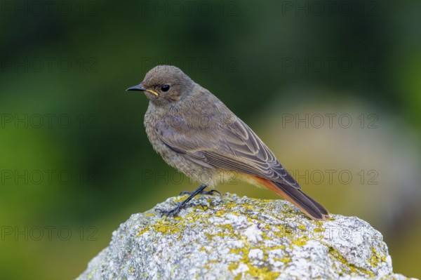A brown bird sitting on a mossy stone with a blurred background, black redstart (Phoenicurus ochruros), wildlife, Vosges, France