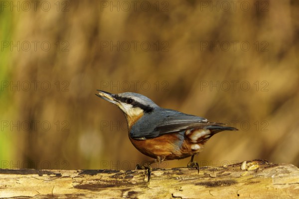 A bird sits on a branch and looks up into the sky, surrounded by harmonious colours, Nuthatch (Sitta europaea), wildlife, Germany