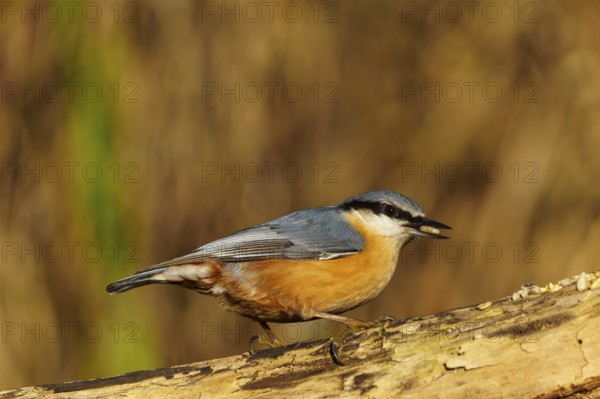 A colourful bird stands on a branch and looks attentively to the side, Nuthatch (Sitta europaea), wildlife, Germany
