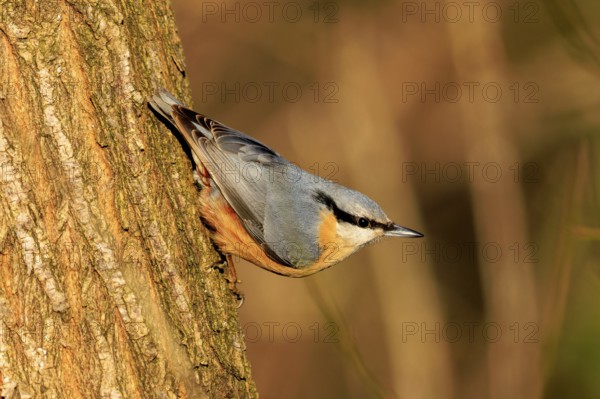 A colourful bird climbs vertically on a tree trunk, surrounded by warm colours, Nuthatch (Sitta europaea), wildlife, Germany
