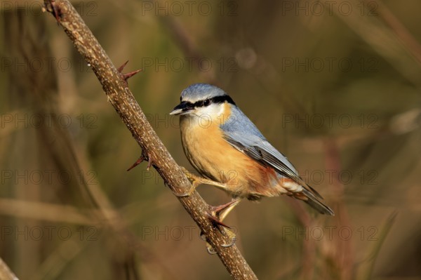 A small, colourful bird sits on a thorny branch with a blurred background, Nuthatch (Sitta europaea), wildlife, Germany