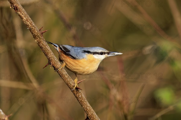 A bird sits attentively on a thorny branch, surrounded by natural colours, Nuthatch (Sitta europaea), wildlife, Germany