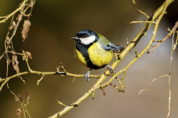 A small bird sitting on a thin branch surrounded by delicate autumnal twigs, Great Tit, (Parus major), wildlife, Germany