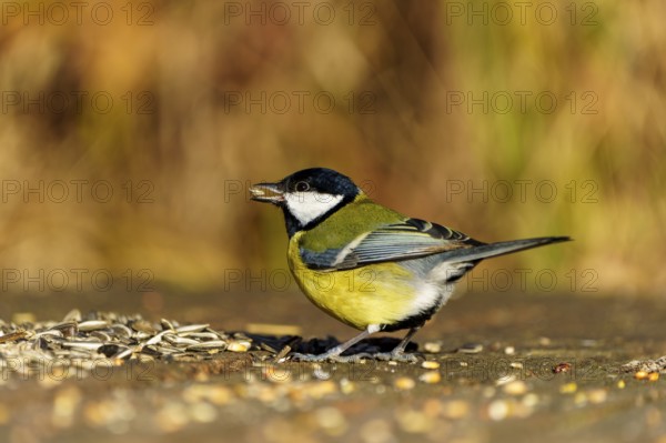 A bird stands on the ground and eats grains in front of a blurred, autumnal background, Great Tit, (Parus major), wildlife, Germany