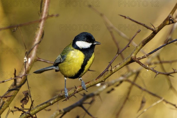 A small bird sits on a thorny branch against a blurred, brown background, Great Tit, (Parus major), wildlife, Germany