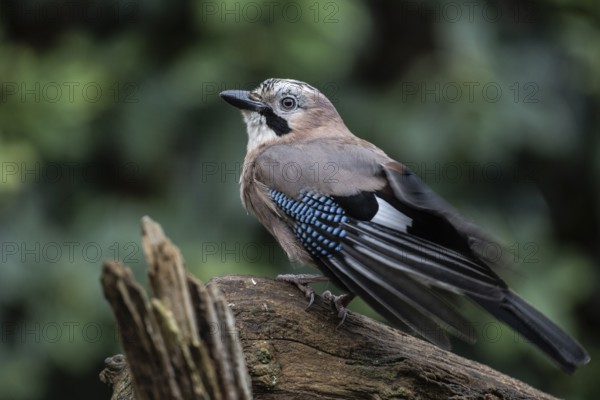 Eurasian jay (Garrulus glandarius), Emsland, Lower Saxony, Germany