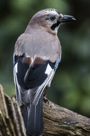 Eurasian jay (Garrulus glandarius), Emsland, Lower Saxony, Germany
