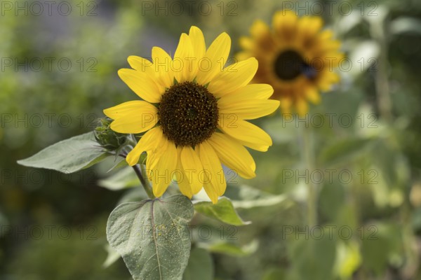 Flowering sunflower (Helianthus annuus) Bavaria, Germany