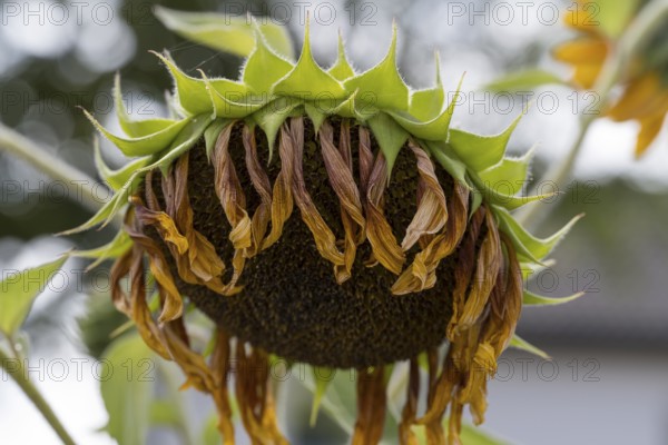 Single faded sunflower (Helianthus annuus) Bavaria, Germany