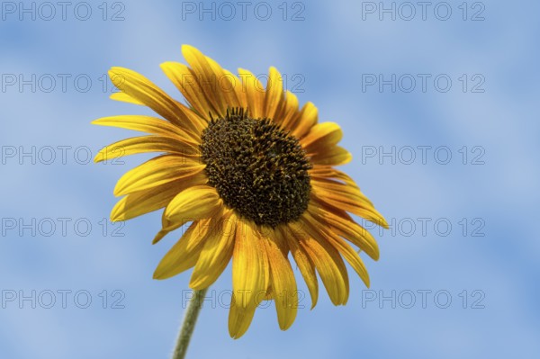 Single flowering sunflower (Helianthus annuus) in front of a blue sky, Bavaria, Germany