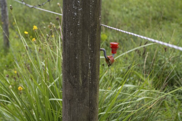 Electric fence on a willow, detail, Upper Bavaria, Bavaria, Germany