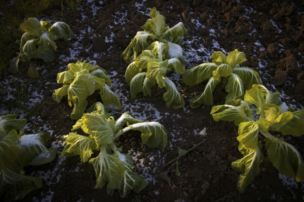 Cultivation of Chinese cabbage, winter vegetables, agriculture, snow, winter, Schmiden near Fellbach, Baden-Württemberg, Germany