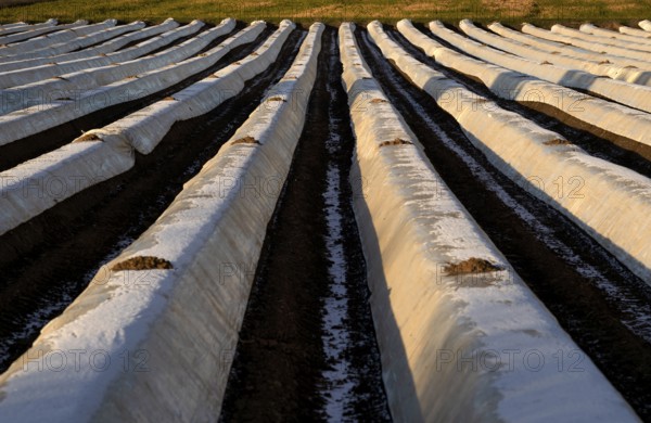 White film prevents purple and green asparagus heads, controls the start of harvest, asparagus, asparagus field, agriculture, Schmidener Feld, hoarfrost, winter, evening light, Schmiden near Fellbach, Baden-Württemberg, Germany