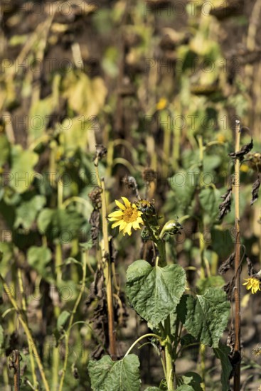 Sunflower field, brown withered sunflowers (Helianthus annuus), including a single young plant dying in the inflorescence, heat, lack of water, drought, climate change, Anzing, Upper Bavaria, Bavaria, Germany