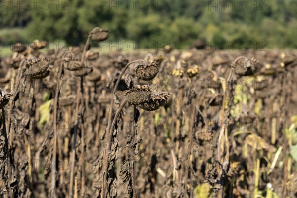 Sunflower field, brown withered sunflowers (Helianthus annuus), heat, lack of water, drought, climate change, Anzing, Upper Bavaria, Bavaria, Germany