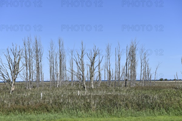 Dead wood in the salt marshes at Pramort on the Darß, Mecklenburg-Western Pomerania, Germany