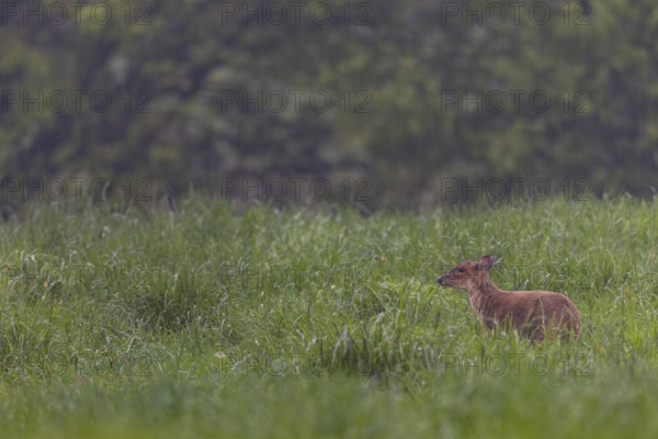 A female Chinese muntjac (Muntiacus reevesi) foraging in the pouring rain, Neozoen, Germany