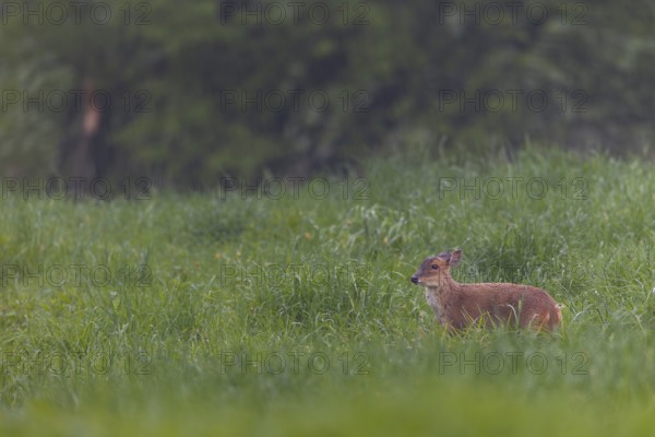 A female Chinese muntjac (Muntiacus reevesi) in the pouring rain in a meadow, Neozoen, Germany
