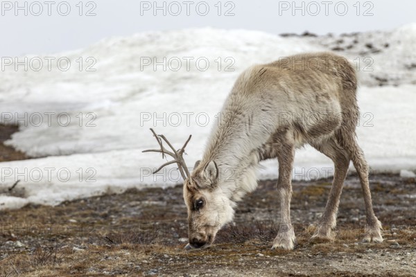 A reindeer calf (Rangifer tarandus) grazing the sparse vegetation at the edge of a snowfield, snow, winter, cold, Sweden