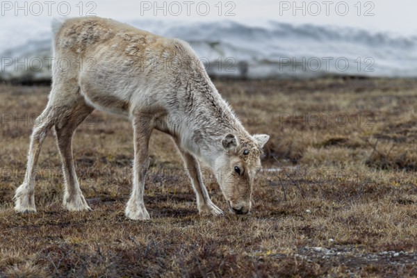 The new antlers of the reindeer cow (Rangifer tarandus) are just starting to grow, snow, winter, cold, Sweden