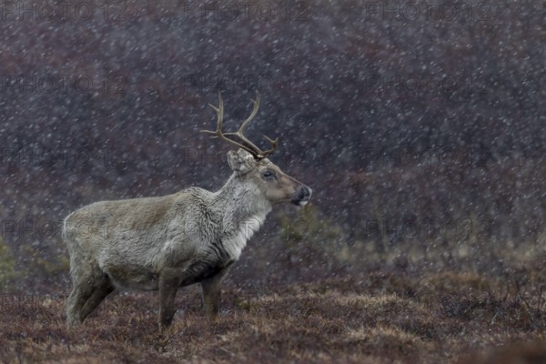 The reindeer cow (Rangifer tarandus) is also used to sudden snowfall in spring and summer, snowfall, snow, winter, cold, Sweden