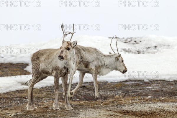 Two reindeer calves (Rangifer tarandus) foraging in the snowy tundra, snow, winter, cold, Sweden
